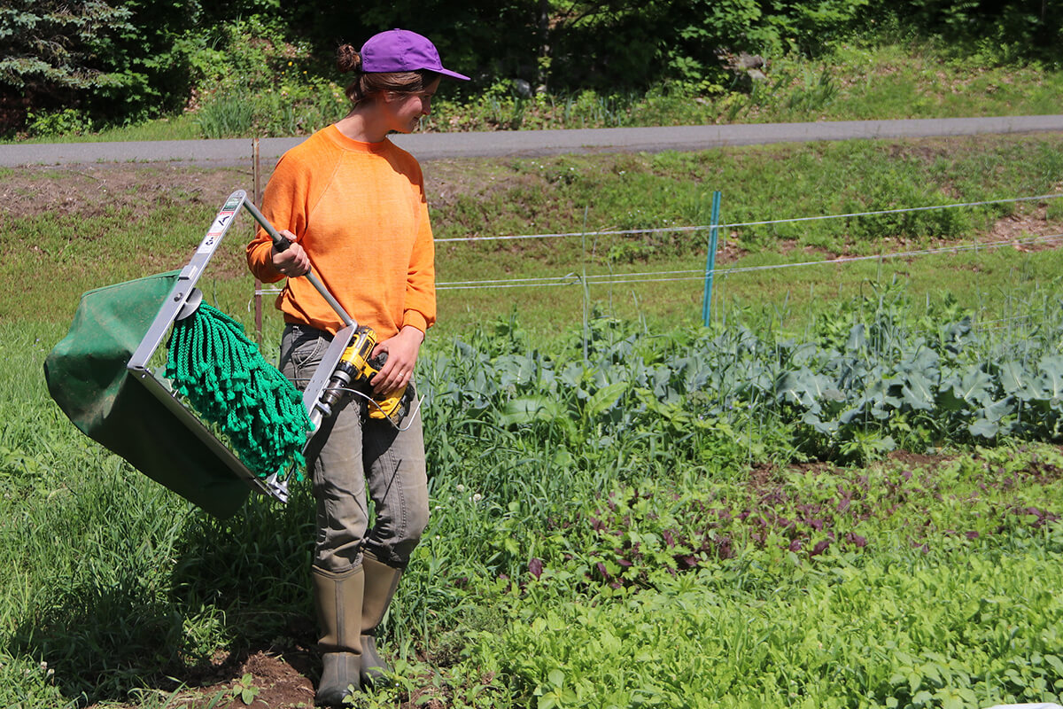 Anna with Quick-Cut Greens Harvester